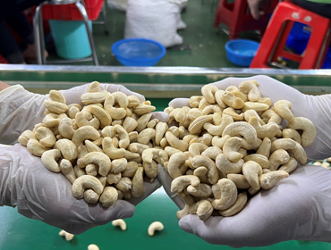 西非大通集团携手湘企共建科特迪瓦腰果加工基地 中非产业链合作再添50万吨级标杆项目